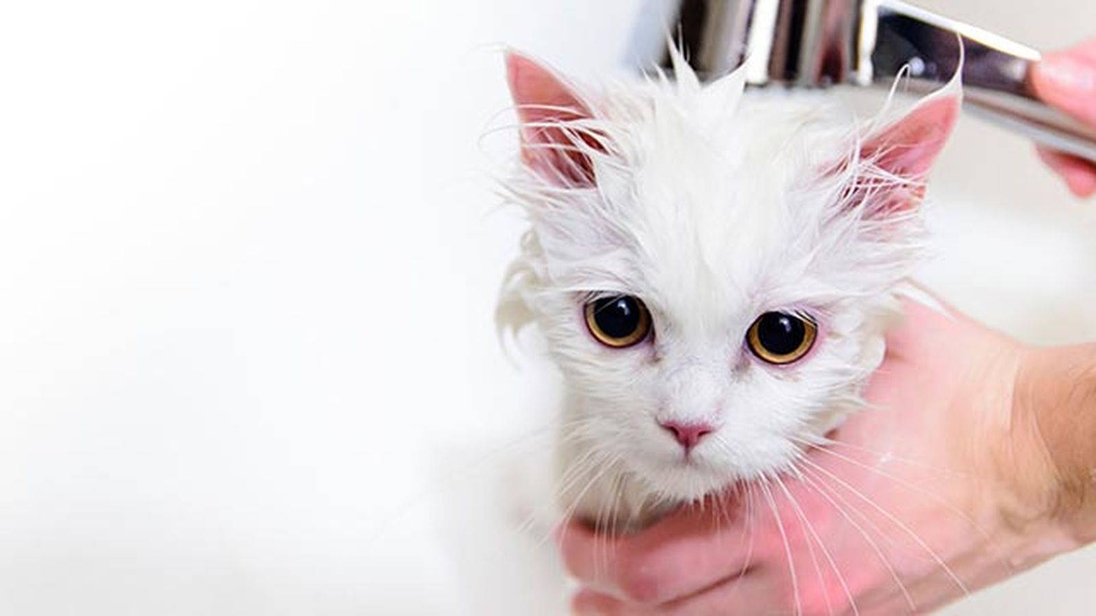10 fotos de gatos mojados 9
