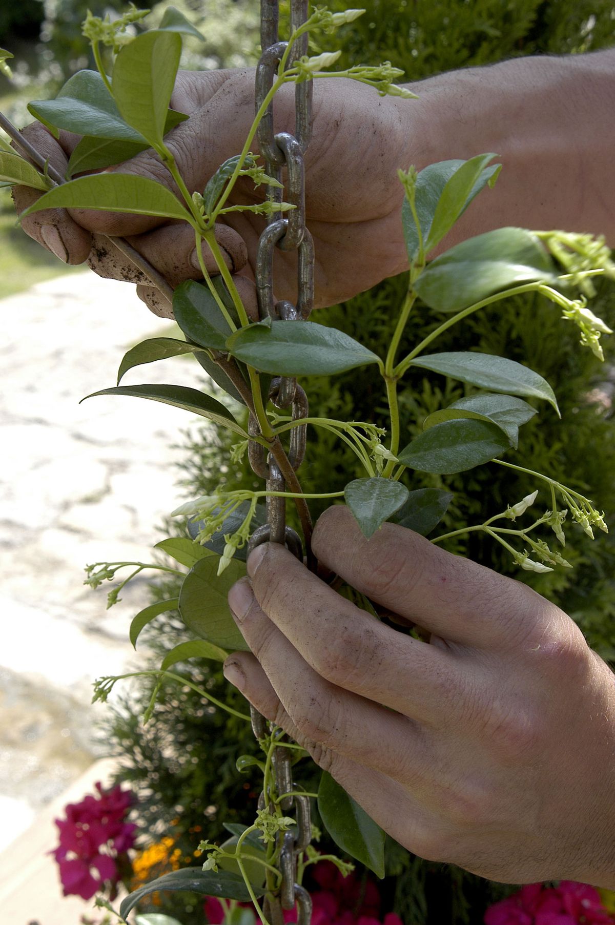 Plantación de enredaderas paso 2