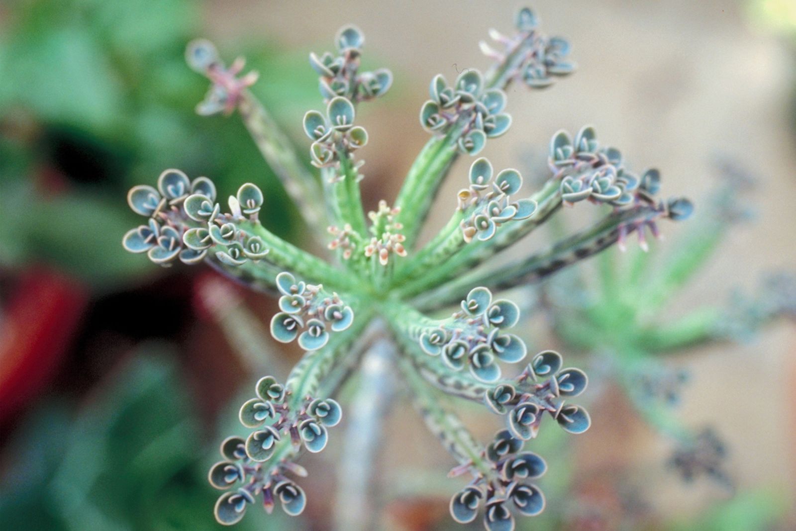 kalanchoe daigremontiana