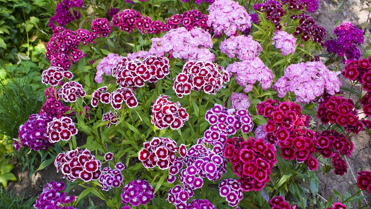 clavel del poeta colores