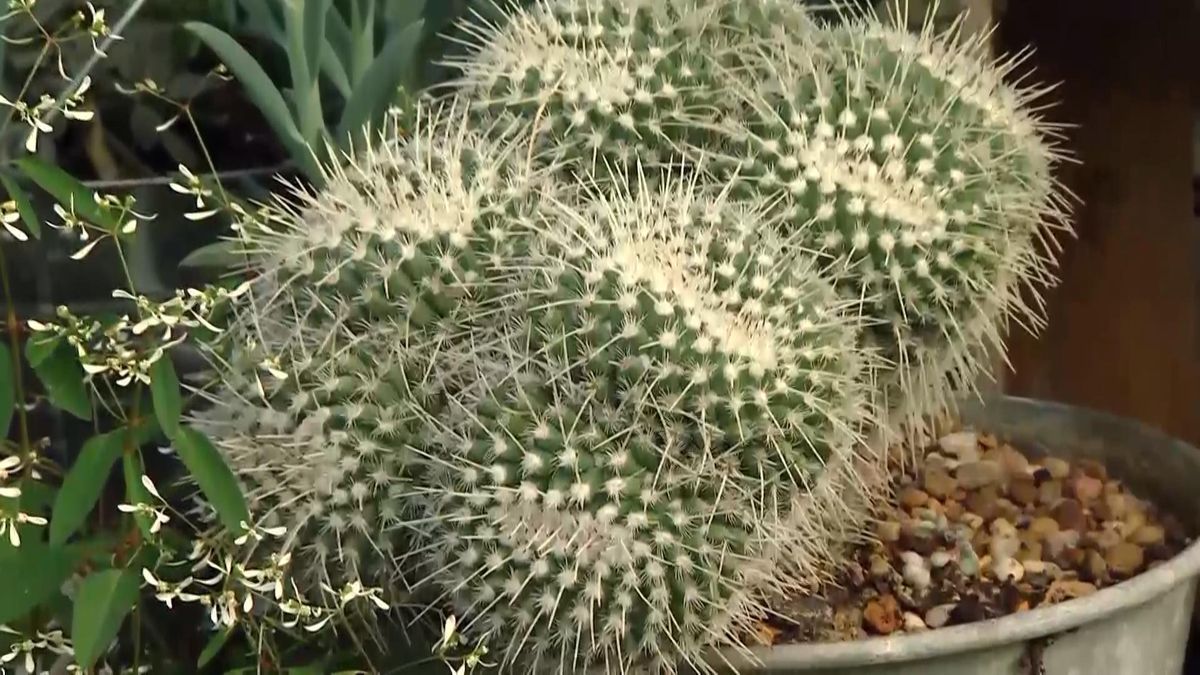 deco711 jardineria plantas hojas grises azules cactus