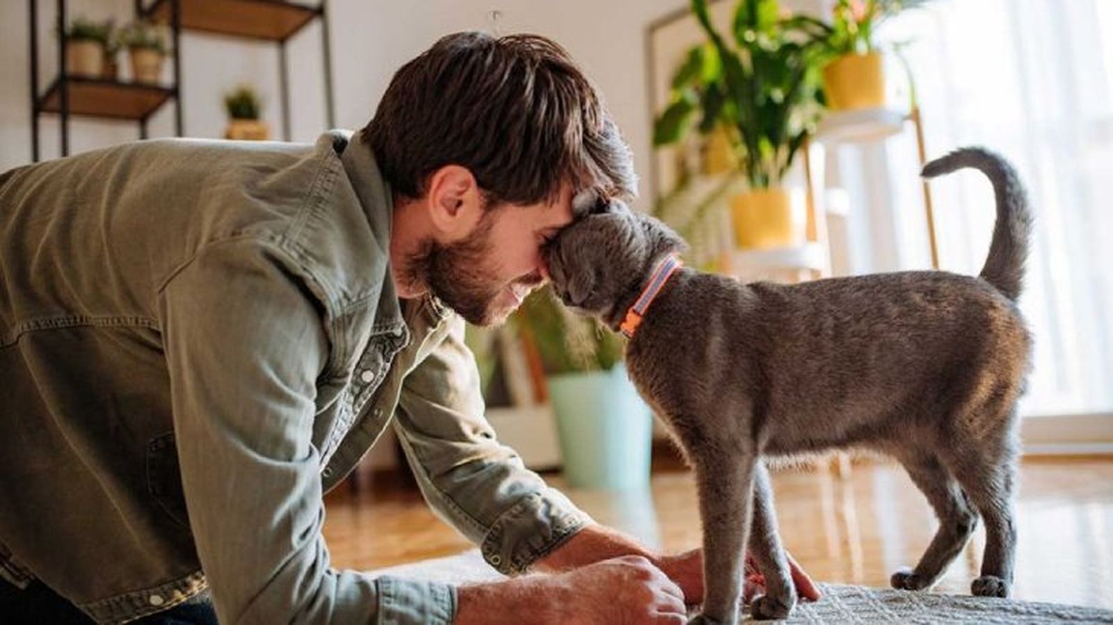 curiosidades sobre los gatos 3