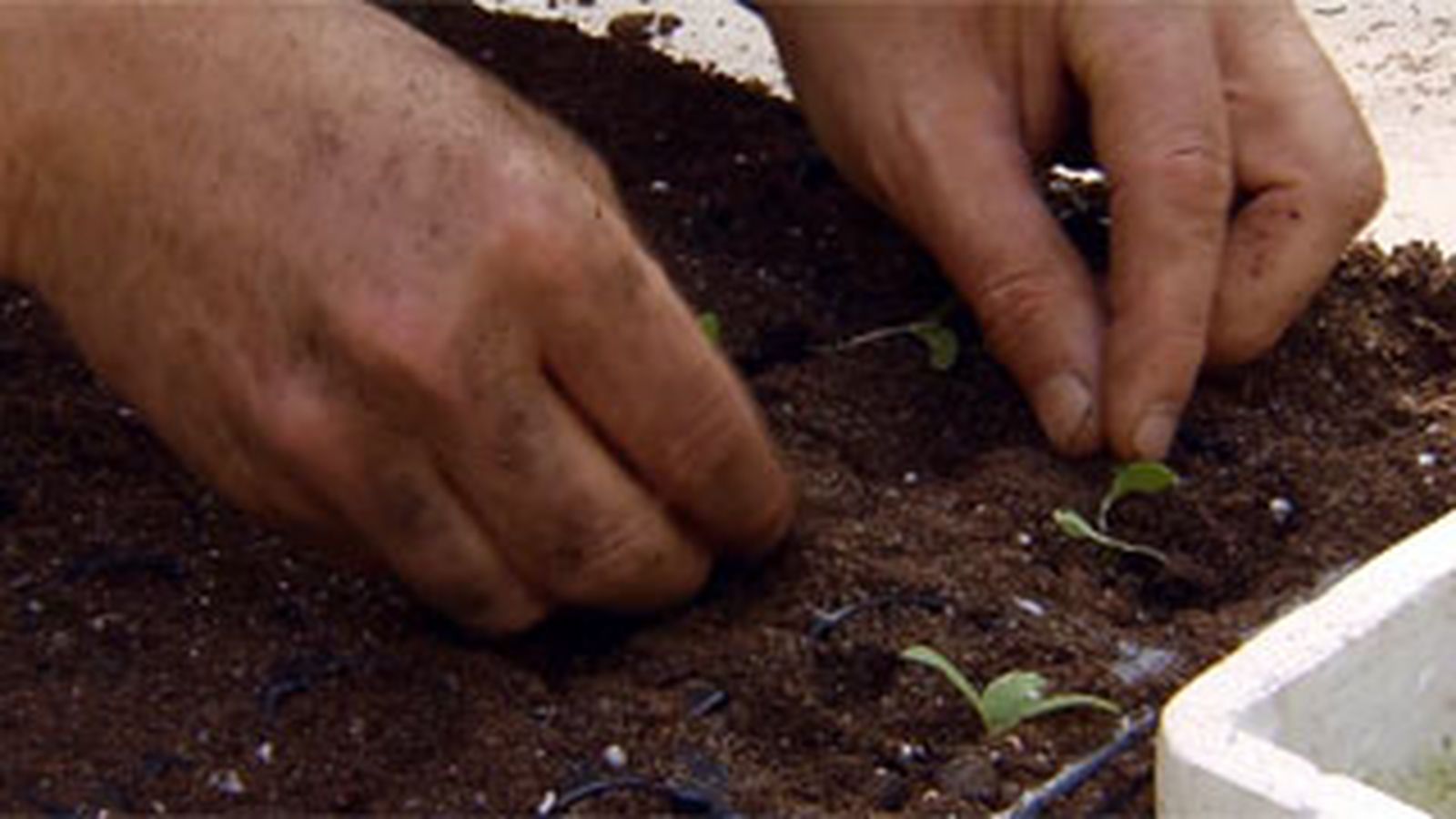 BRICO_JARDIN_883_Siembras con semillas otoñales paso 8