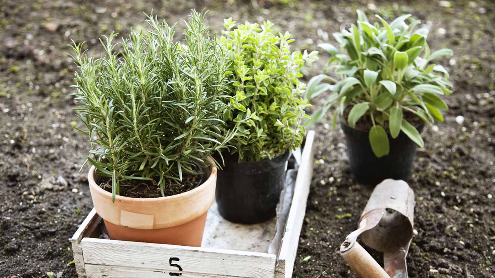 el cultivo de plantas aromaticas