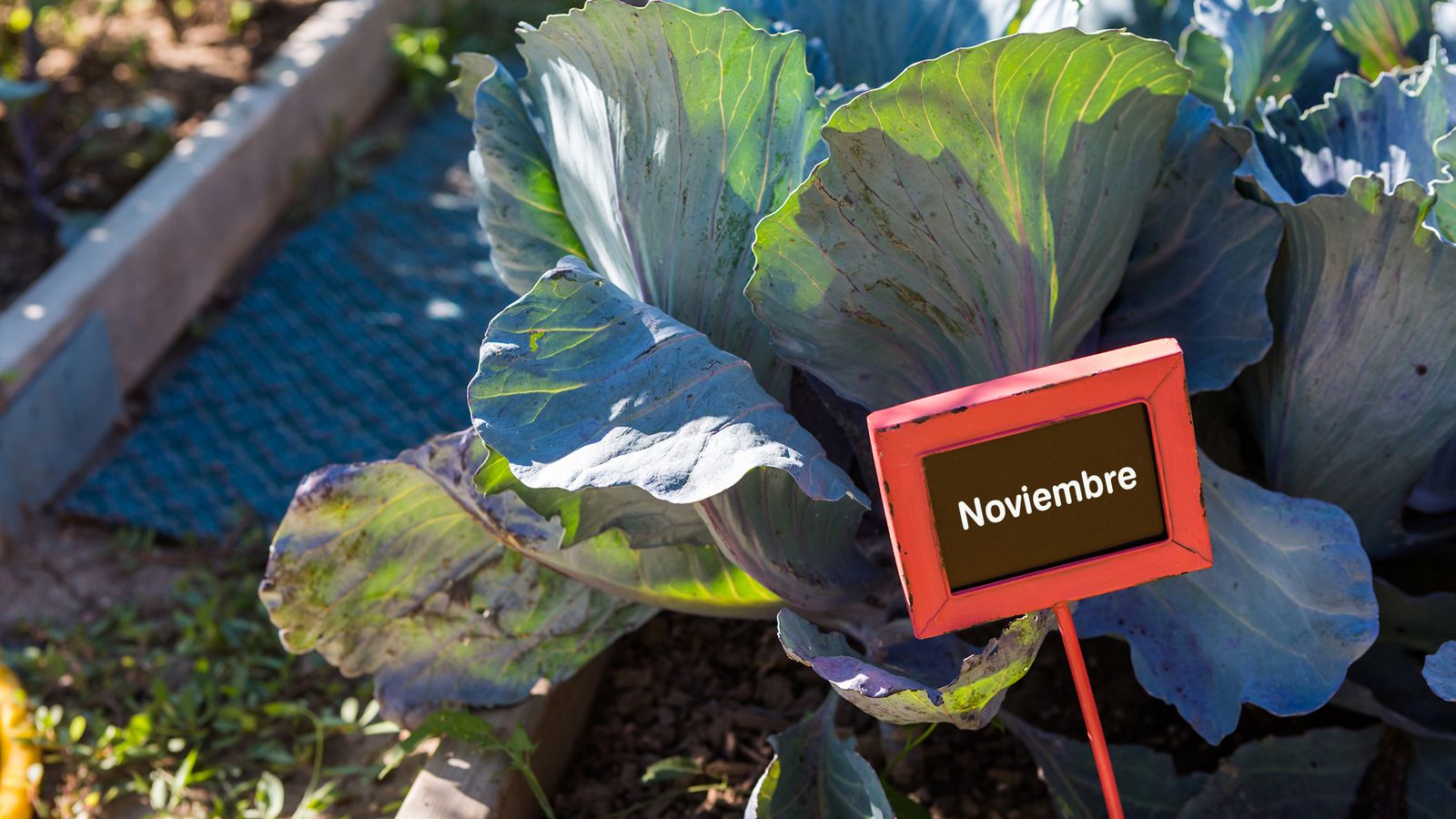 huerto urbano noviembre