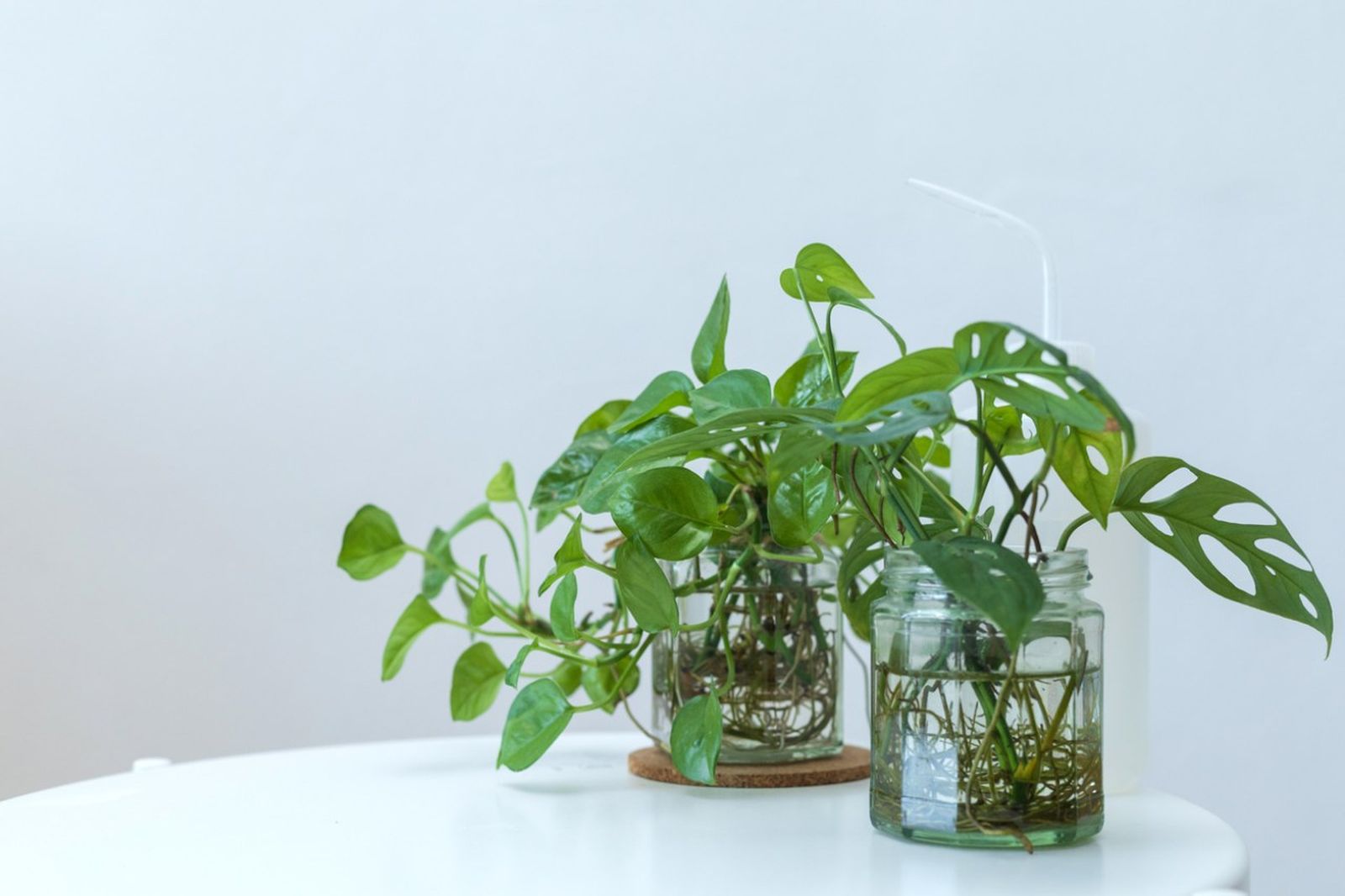 Los esquejes de agua son una técnica de propagación de plantas