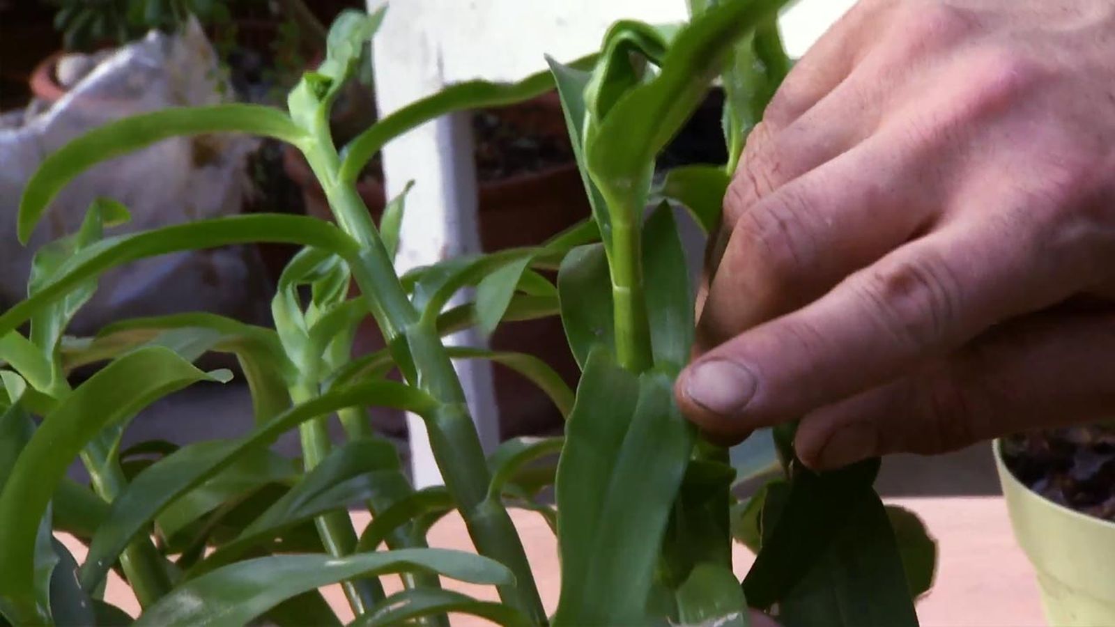 que significa que una planta esta en parada vegetativa