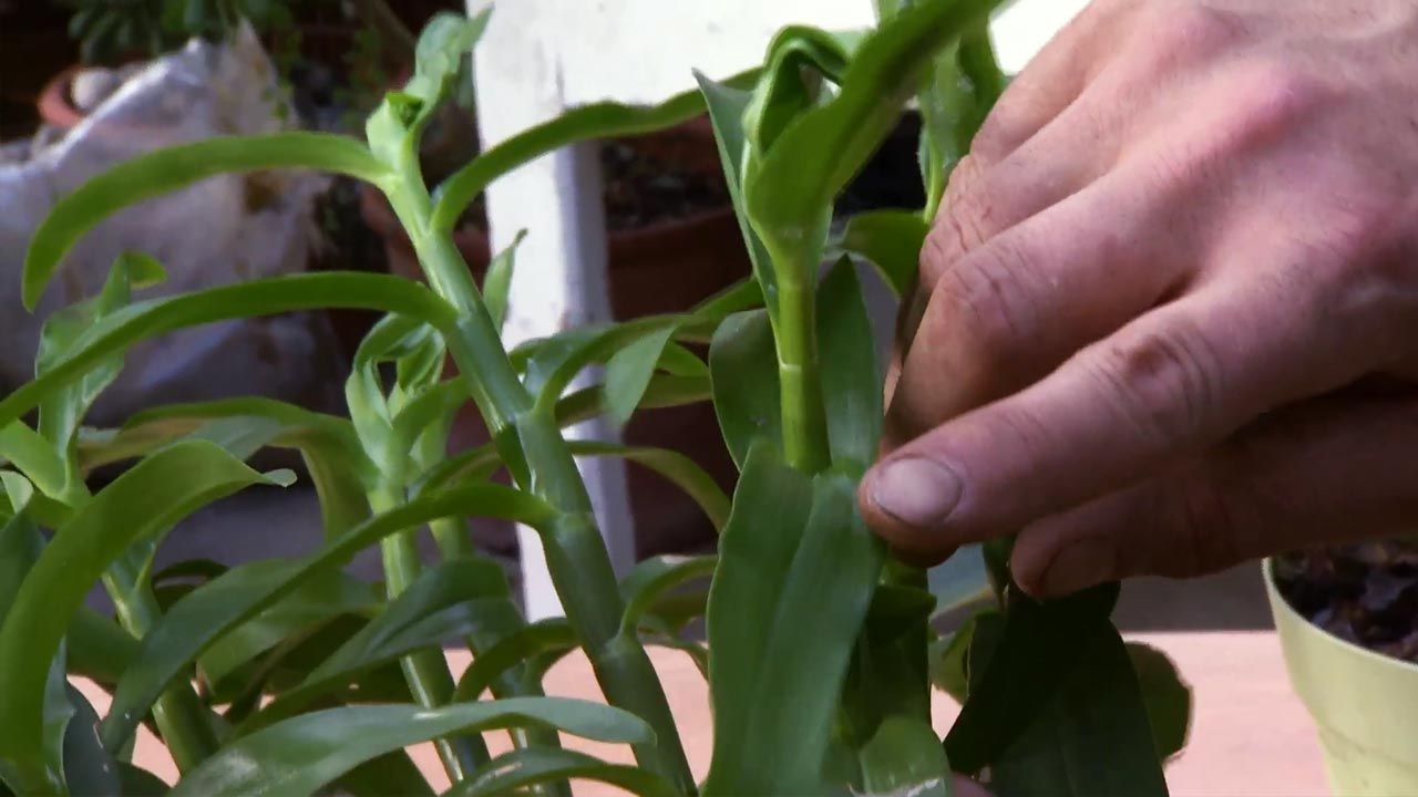 que significa que una planta esta en parada vegetativa