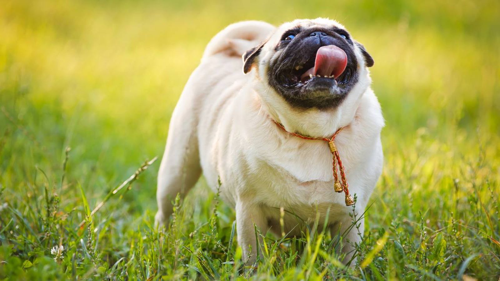 perros gordos esterilizacion xl