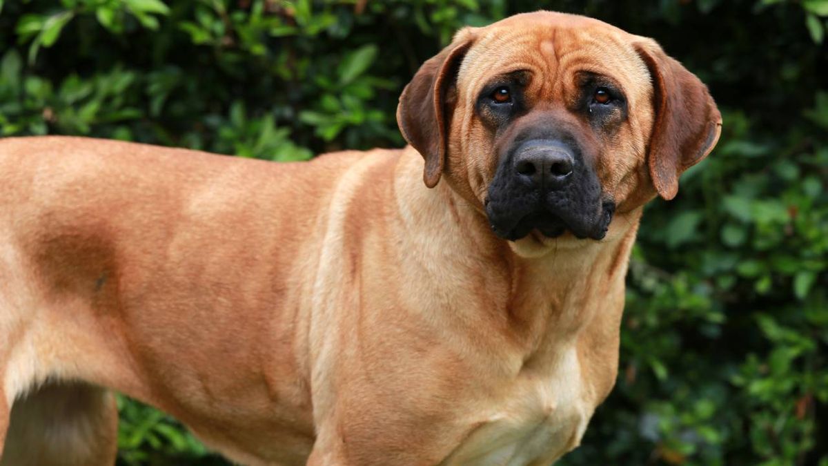 El tosa inu, tosa japonés o simplemente tosa (ese es también su nombre oficial) es un hermoso y robusto perro.