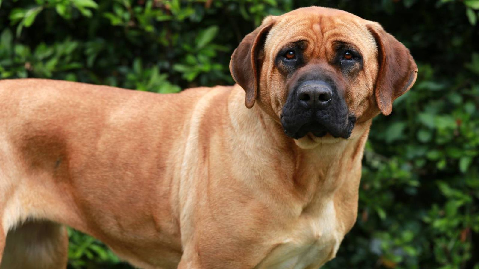 El tosa inu, tosa japonés o simplemente tosa (ese es también su nombre oficial) es un hermoso y robusto perro.