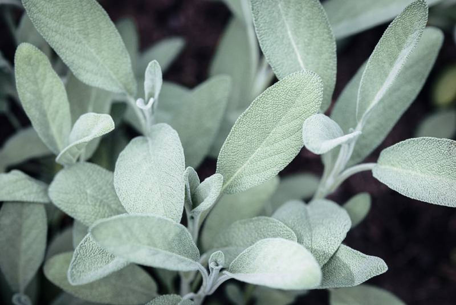 Salvia lavandulifolia