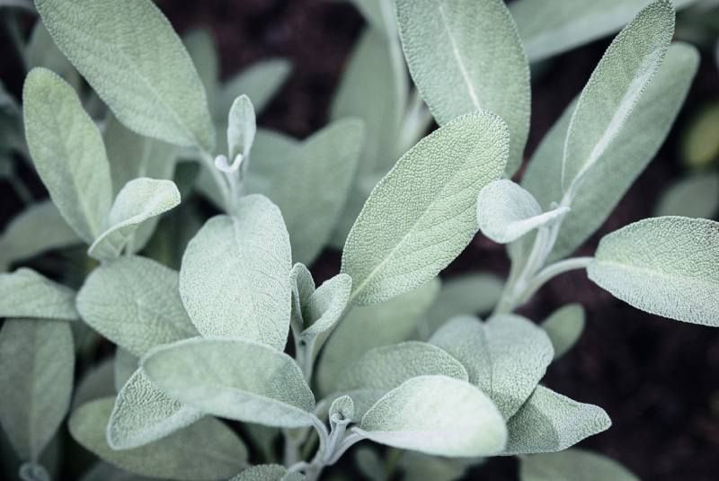 Salvia lavandulifolia