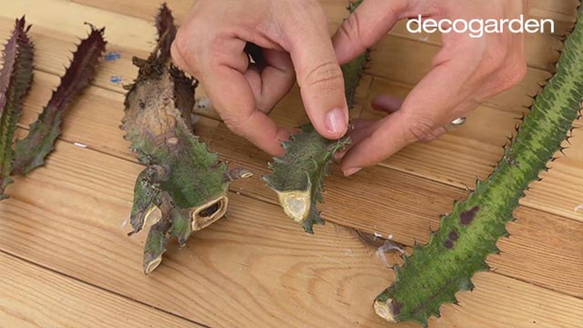 revivir cactus decorar maceta decoupage paso 2