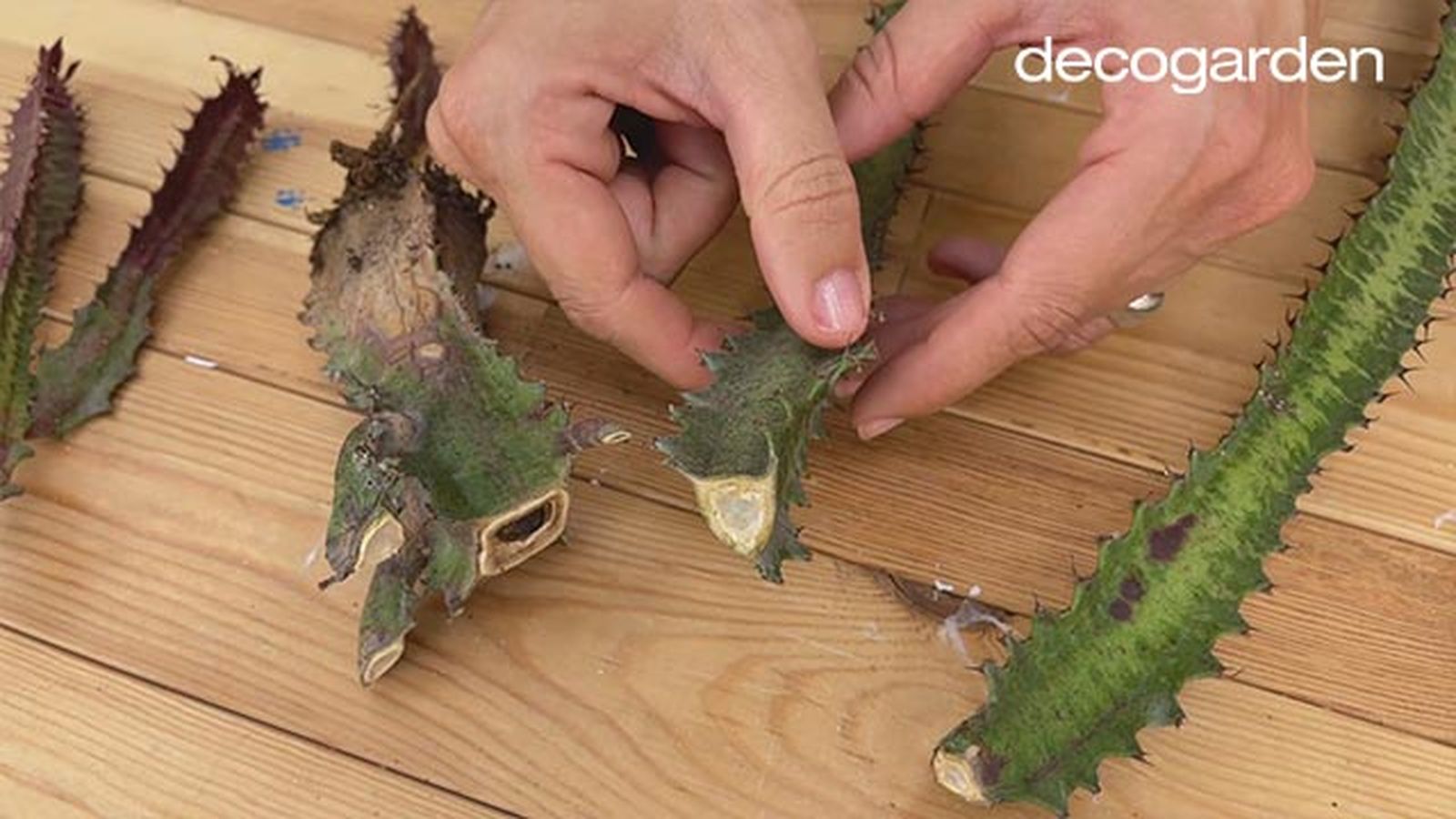 revivir cactus decorar maceta decoupage paso 2