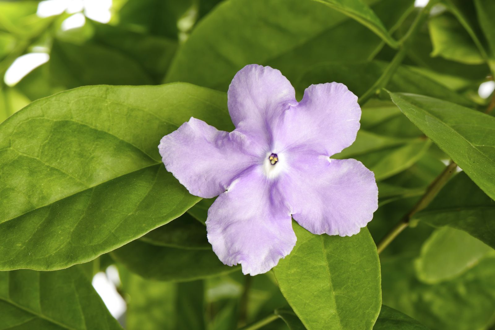 brunfelsia australis01