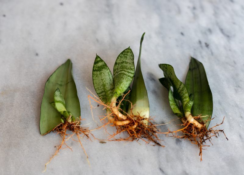 Esquejes de agua de plantas de sansevieria