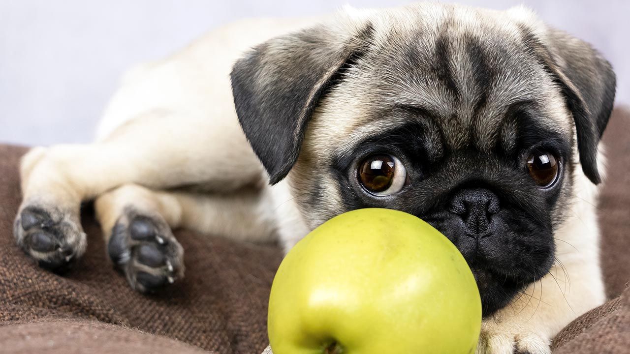 dieta light perros 4