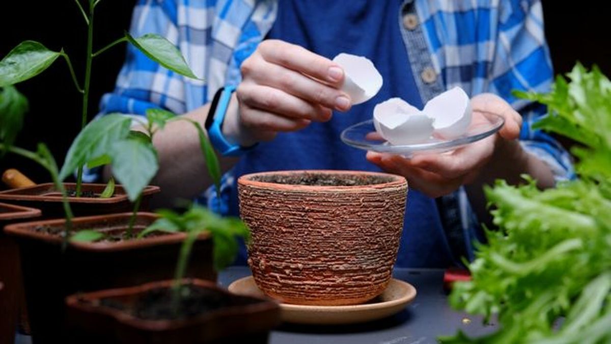 cascara de huevo para huerta huerto urbano