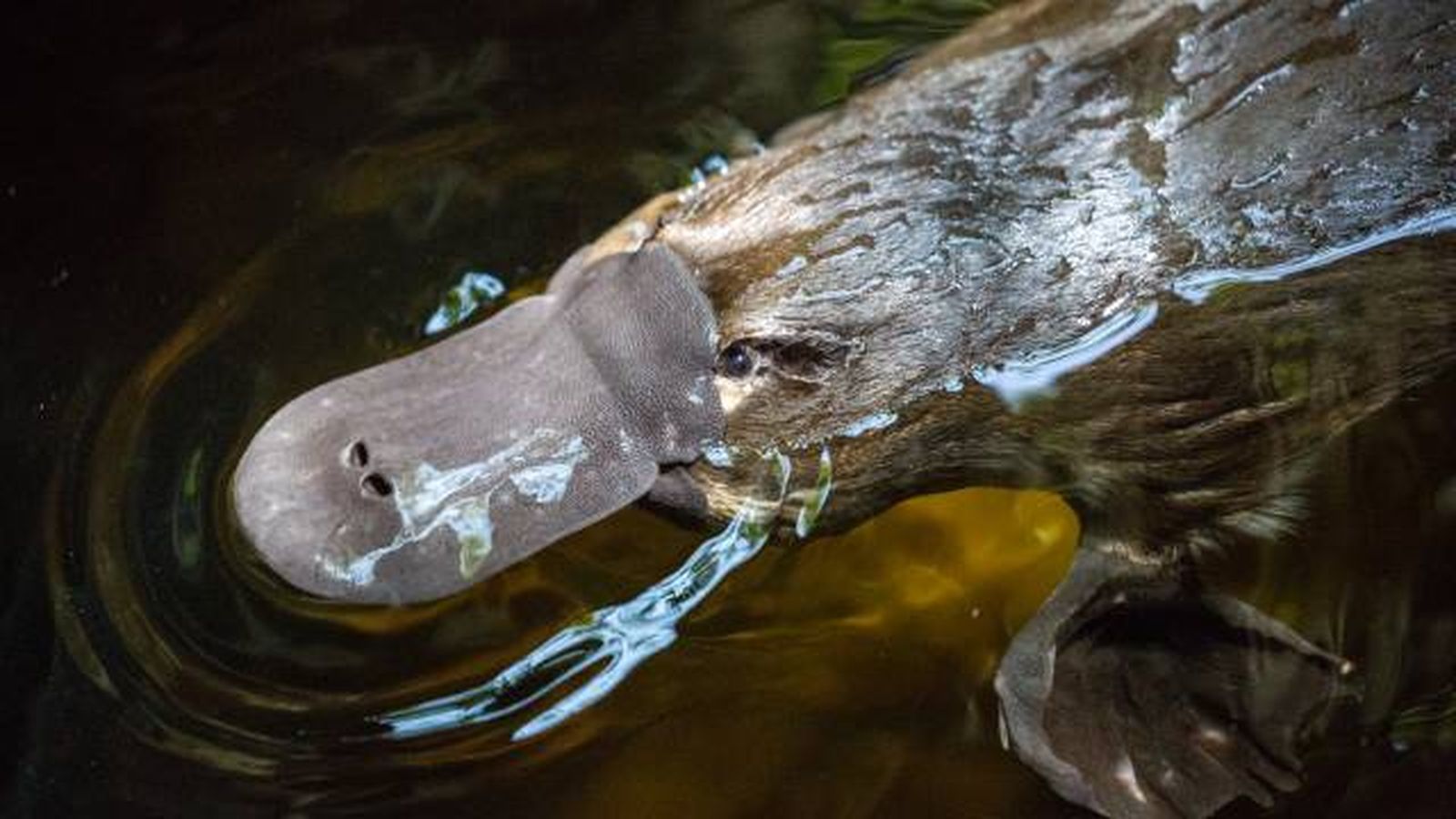 animal oviparo mas raro del mundo ornitorrinco