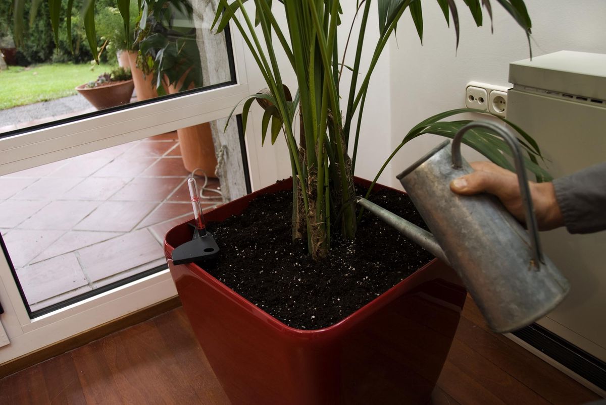 deko 276 decorar salon kentia paso 4