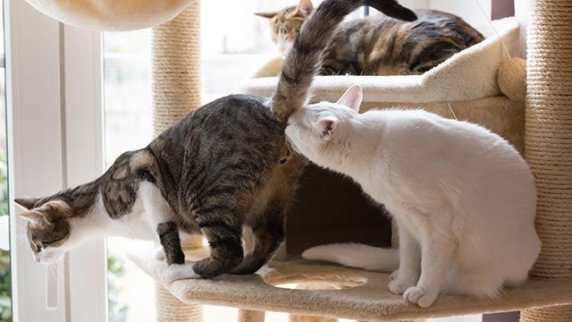 gatos oliendose