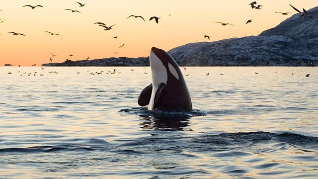 orca cazando
