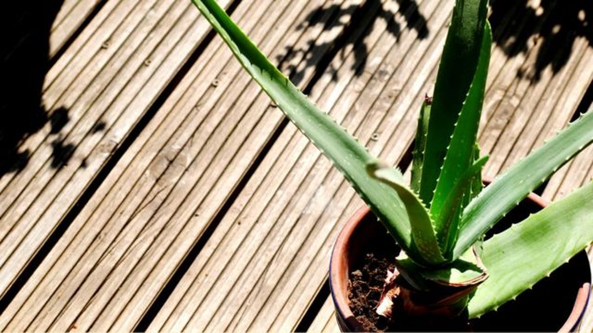 aloe vera al sol