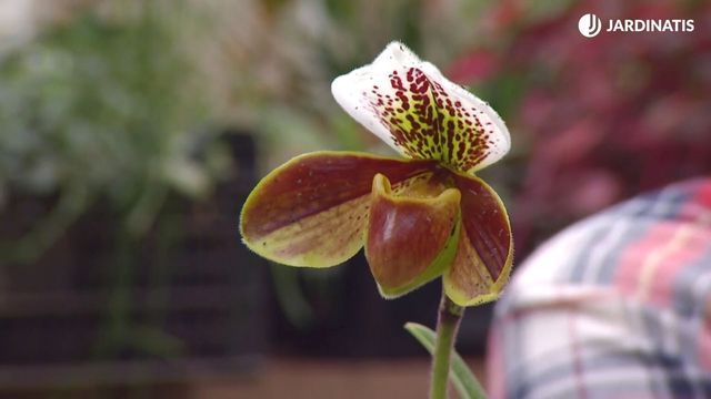 deco 681 orquideas invierno paphiopedilum