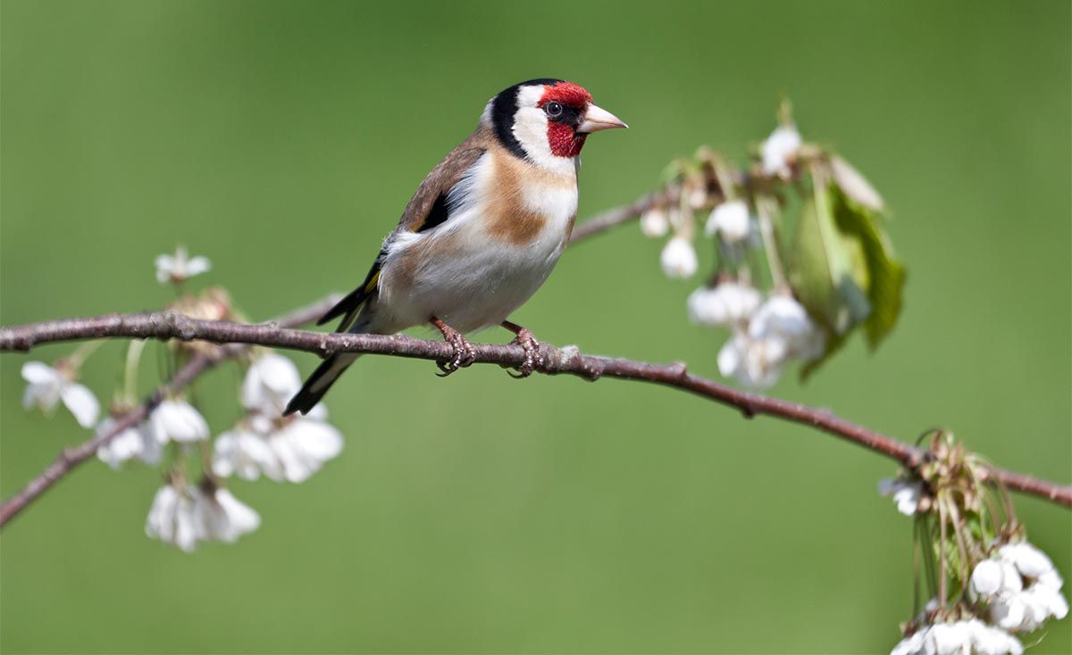 aves pajaro jilguero5