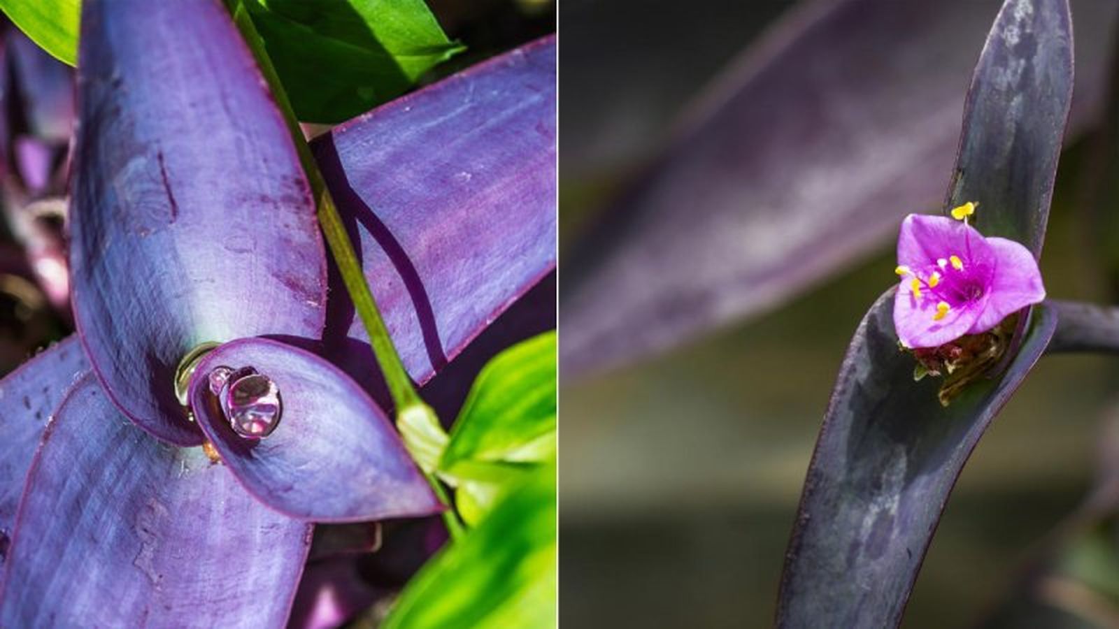 La tradescantia purpúrea no soporta las bajas temperaturas