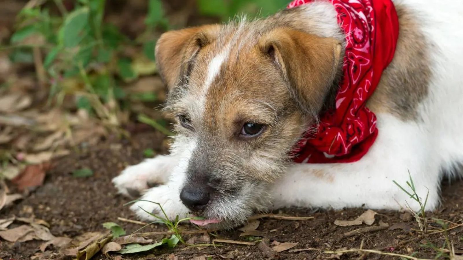 peritonitis en perros ok