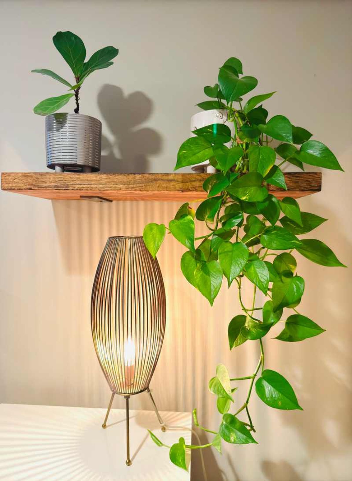 El potos es una de las plantas de interior más resistentes.