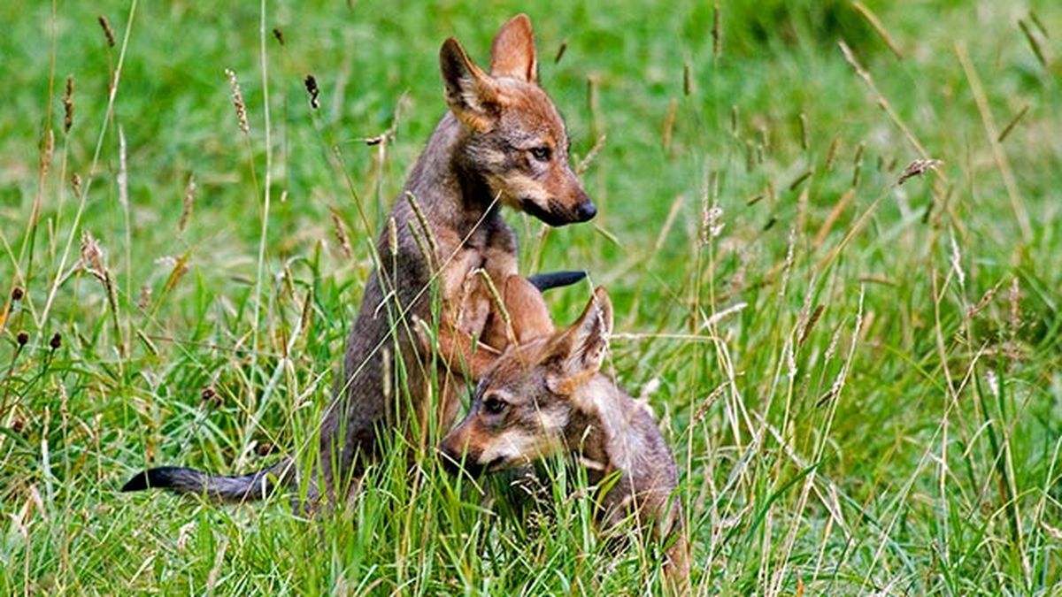 lobo iberico caracteristicas 3