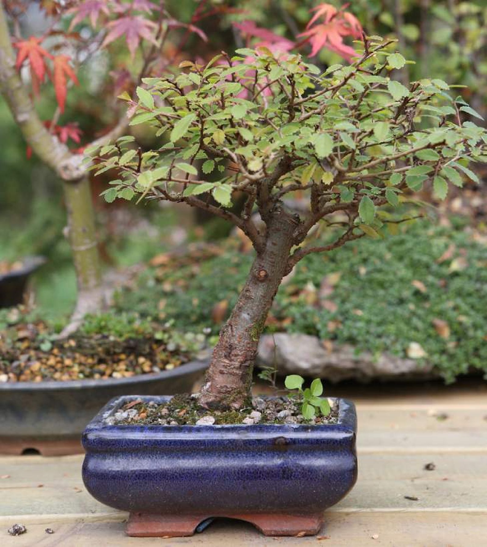 bonsai planta uso de kokedama