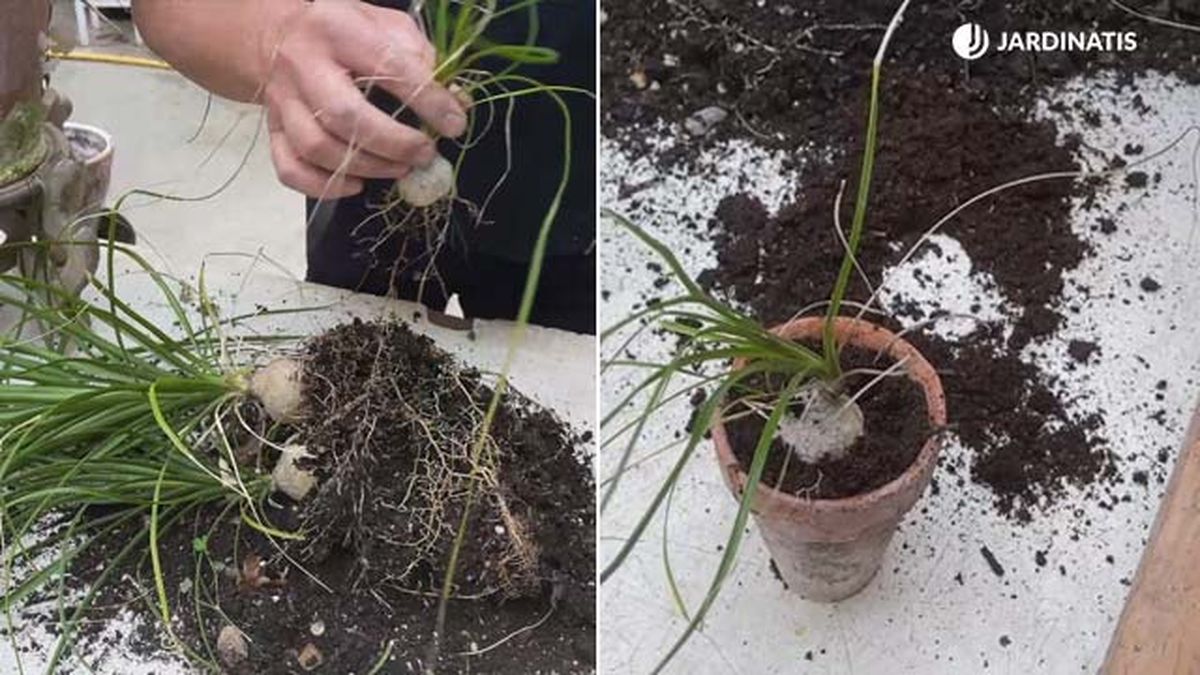 multiplicar la nolina de forma facil jardinatis 19