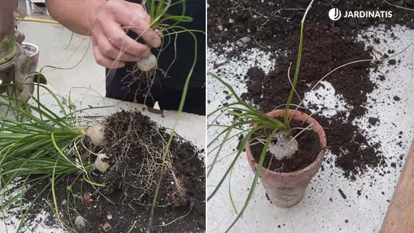 multiplicar la nolina de forma facil jardinatis 19