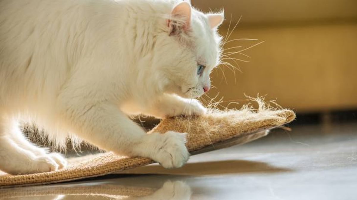 evitar tu gato arane muebles