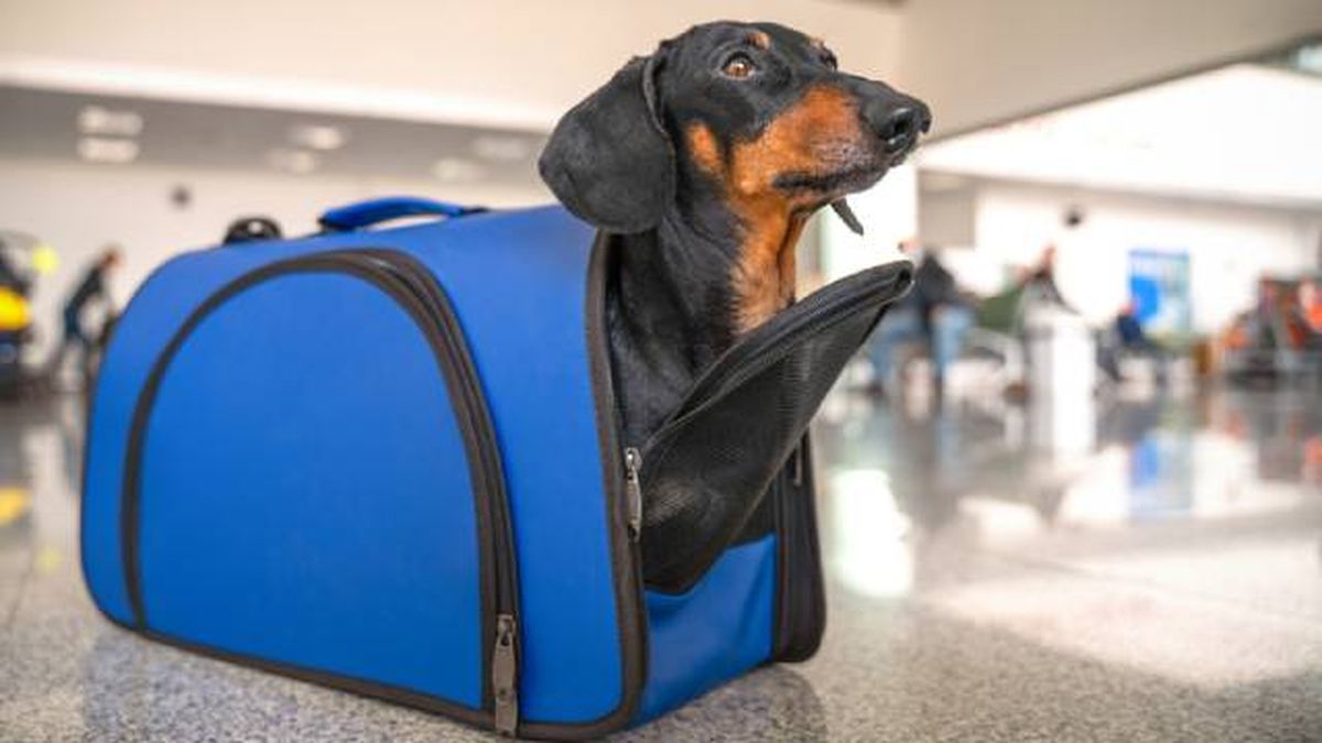 viajar en tren AVE con mascotas perros pequenos menos 10kg condiciones Renfe