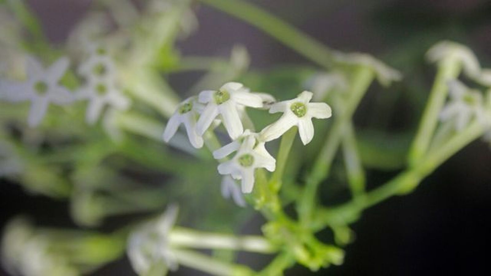dama de noche Cestrum nocturnum