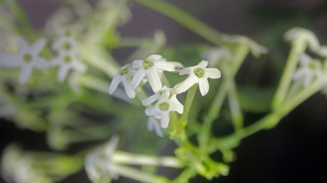 dama de noche Cestrum nocturnum
