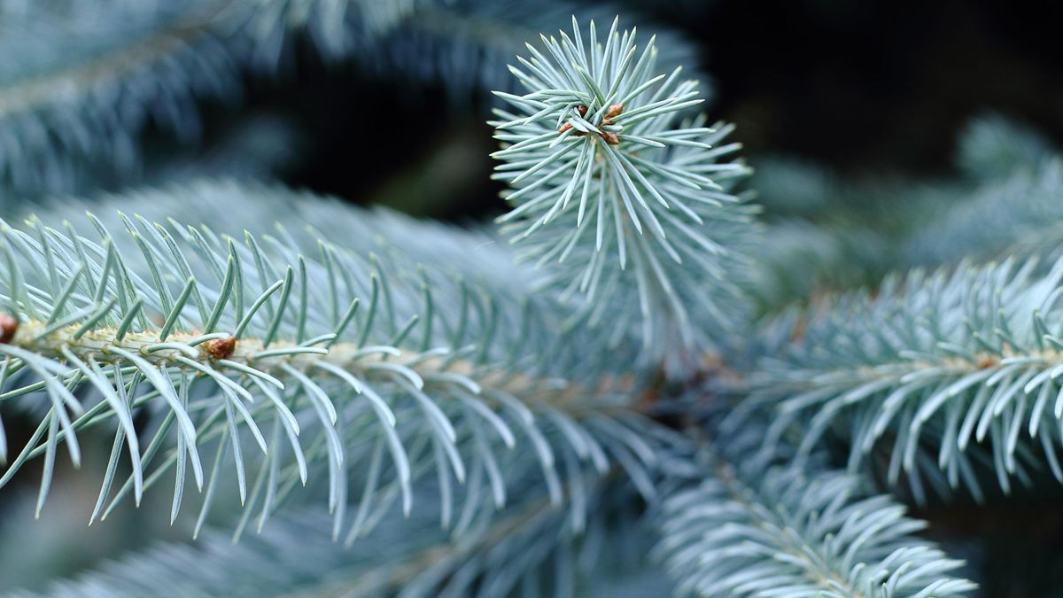 Abeto azul o picea pungens hoopsii