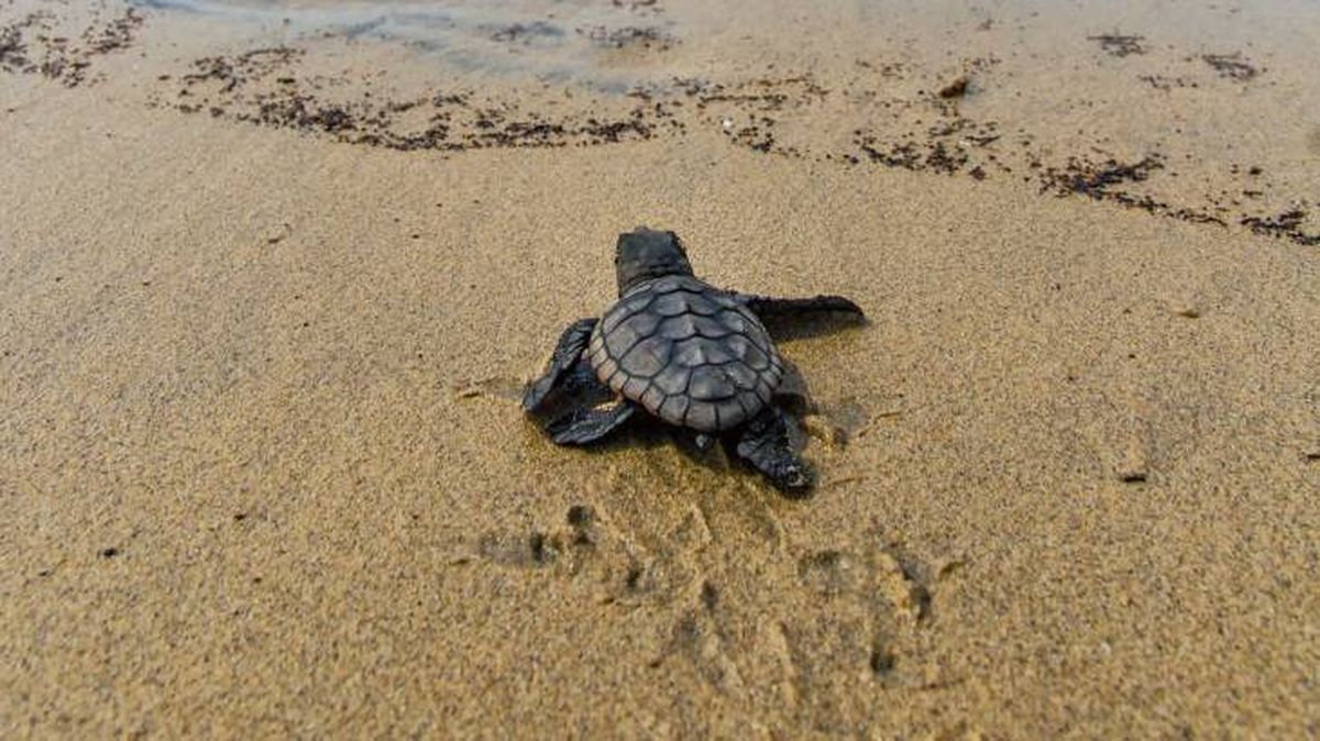 Las tortugas marinas se pueden localizar en la playa