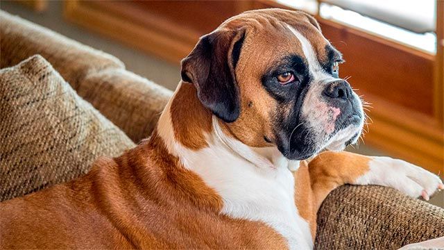 8 perros propensos tener linfoma 1