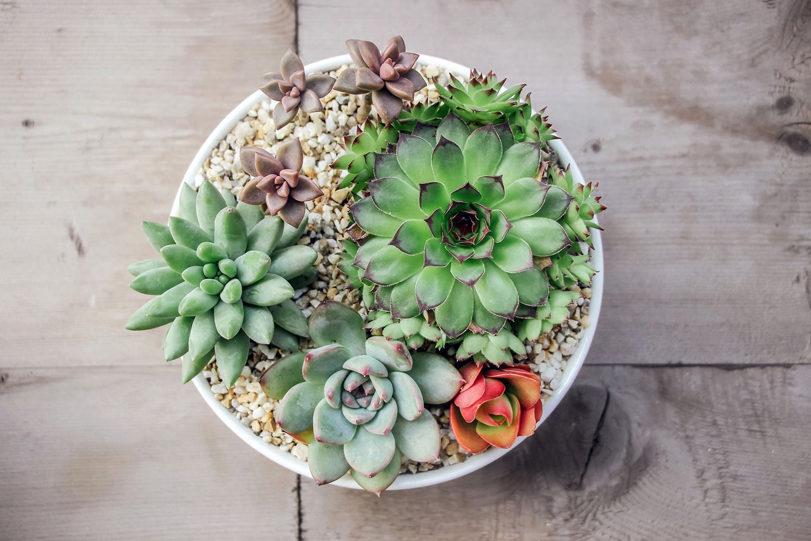 plantas crasas