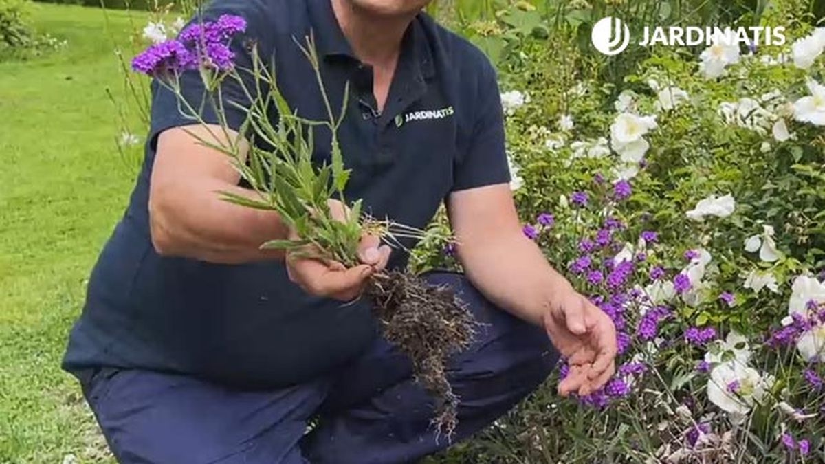 flores blancas y lilas para el jardin verbena rigida reproduccion medinate rizoma