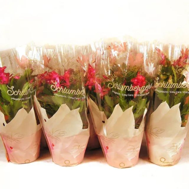 8 cactus de Navidad