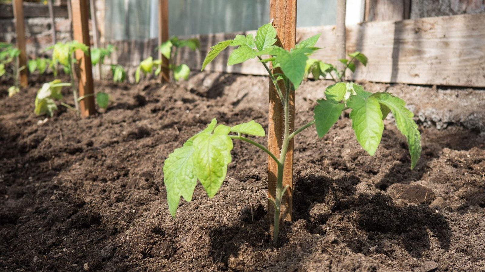 como entutorar tomateras