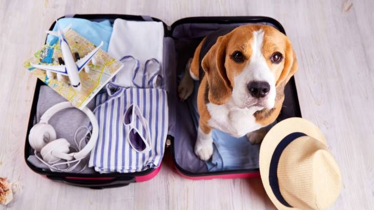 requisitos para viajar avion mascota maleta
