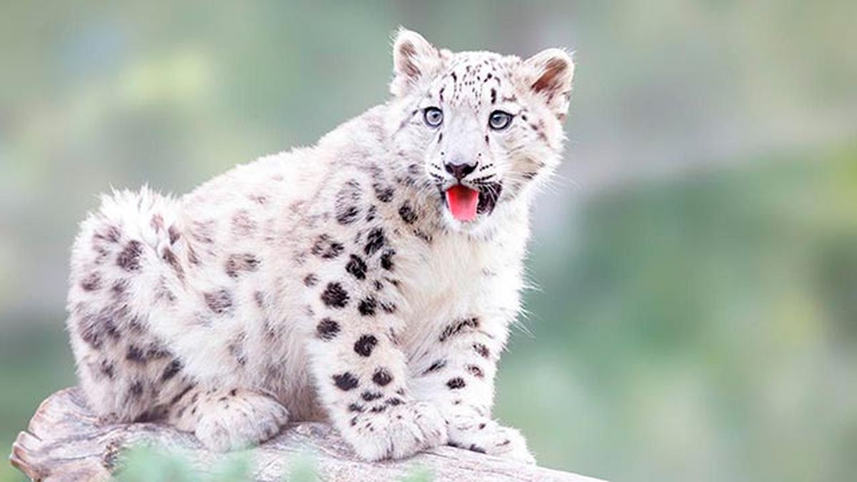 leopardo nieves 3